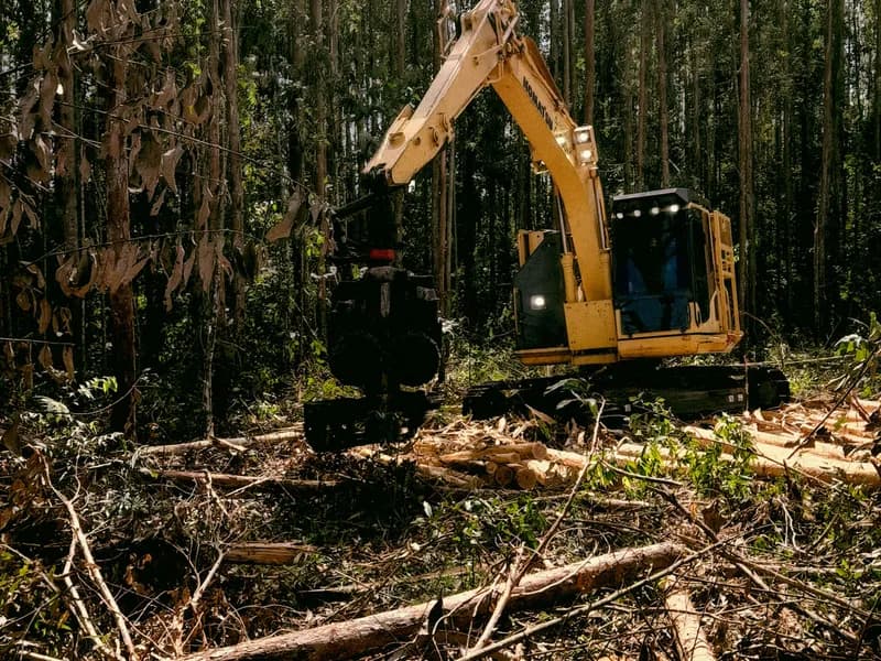 Land clearing project in Seattle